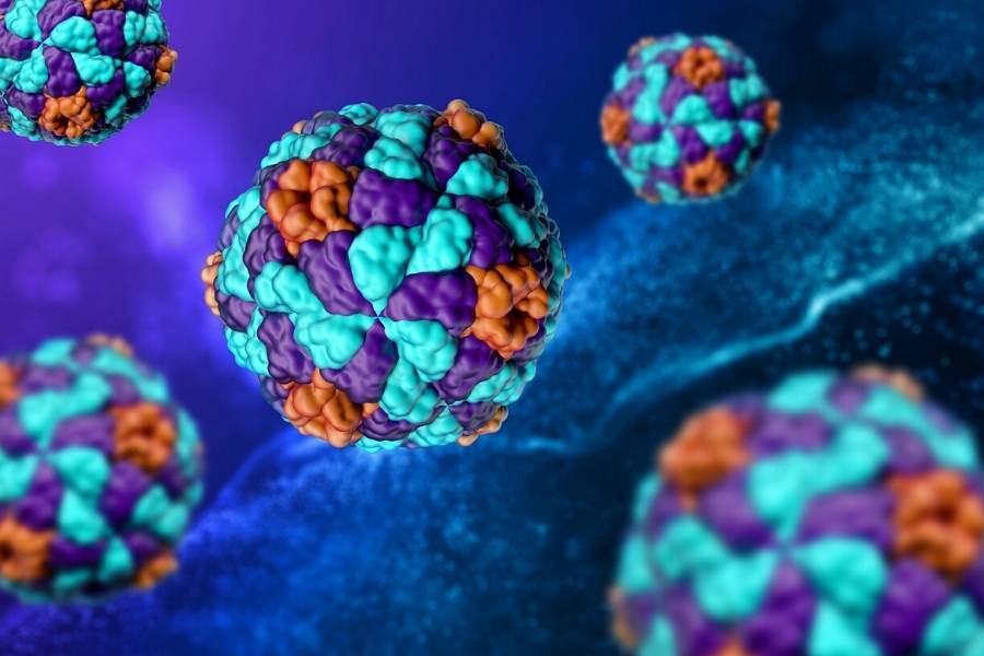 Hepatitis A virus cells