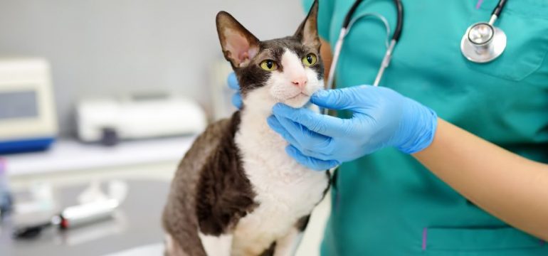veterinary Blog Banner